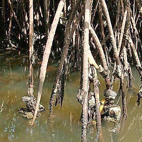 Huitres sauvages du Sénégal (Crasostrea gazar) se développant sur les racines des palétuviers.
